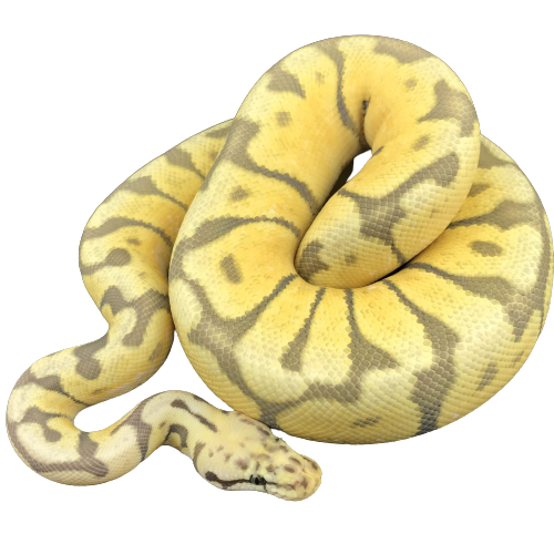 The Sandstorm Ball Python