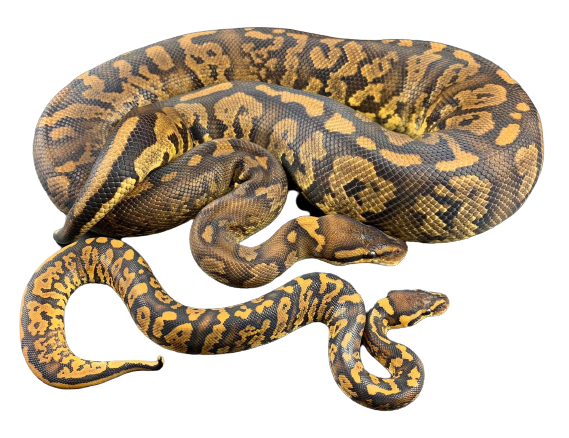 The Tornado Ball Python
